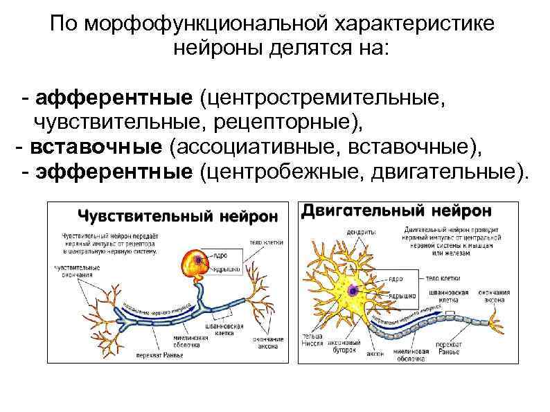 Функции чувствительных и двигательных нейронов. Физиологические свойства нервных клеток физиология. Чувствительные, рецепторные, или афферентные, Нейроны. Характеристика двигательного нейрона. Афферентные чувствительные Нейроны.