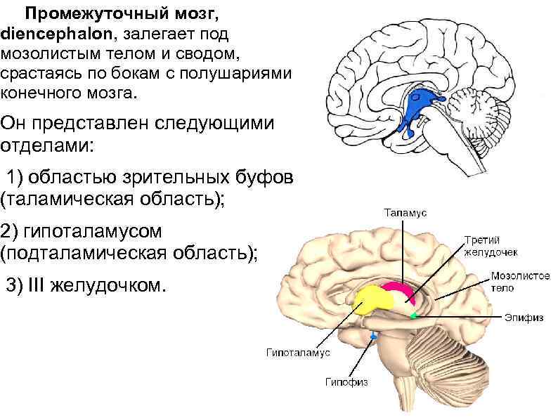 Промежуточный строение и функции. Таламический мозг строение. Промежуточный мозг (таламическая область) таламус. Промежуточный мозг анатомия строение. Схема строения промежуточного мозга.