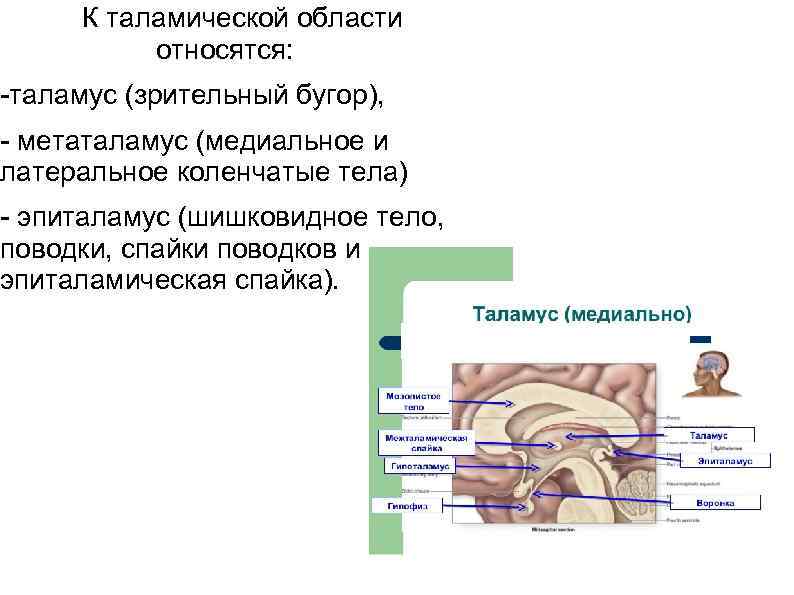 К таламической области относятся: -таламус (зрительный бугор), - метаталамус (медиальное и латеральное коленчатые тела)