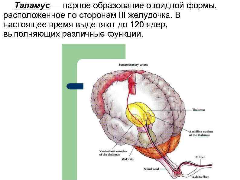 Дисциплина анатомия и физиология