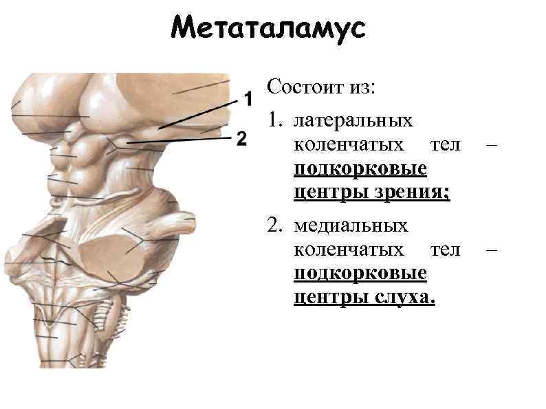 Подкорковый центр слуха находится