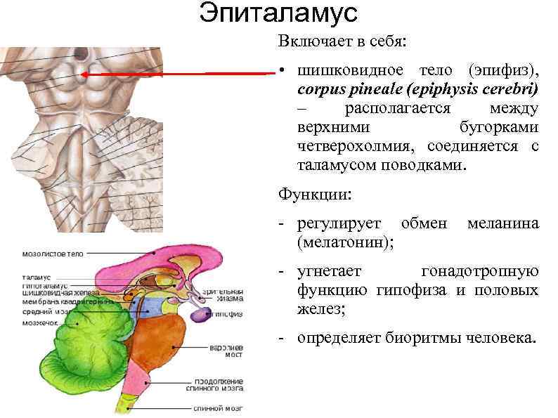 Строение гипофиза и эпифиза