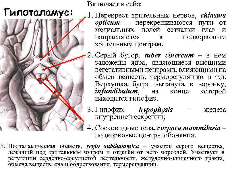 Серый бугор гипоталамуса