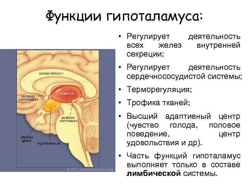 Функции гипоталамуса. Строение ядер гипоталамуса. Функции переднего отдела гипоталамуса. Структура и функции основных отделов гипоталамуса. Анатомические структуры гипоталамуса.