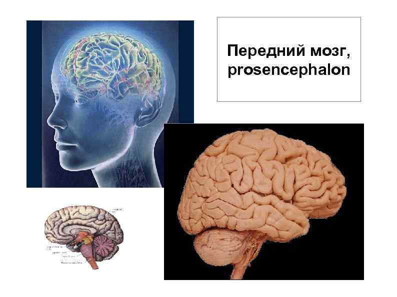 Передний мозг, prosencephalon 