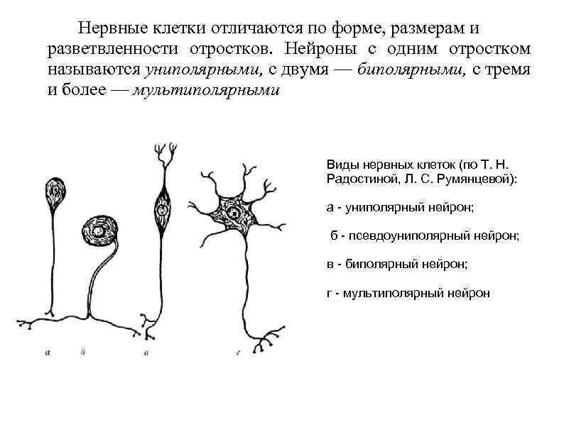 Как называется короткий нейрона. Нервные клетки Нейроны имеют отростки 2 видов. Нервная клетка с одним отростком. Отросток нервной клетки. Отростки нейрона.