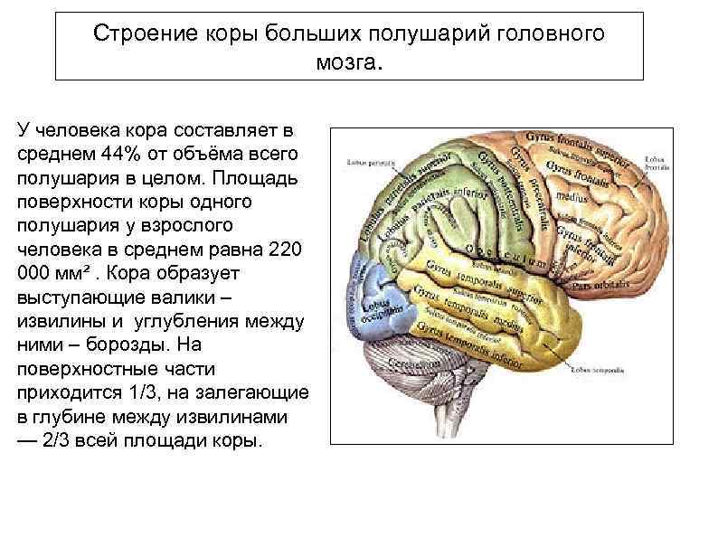 Наличие коры головного мозга. Строение коры головного мозга анатомия. Строение древней коры головного мозга.
