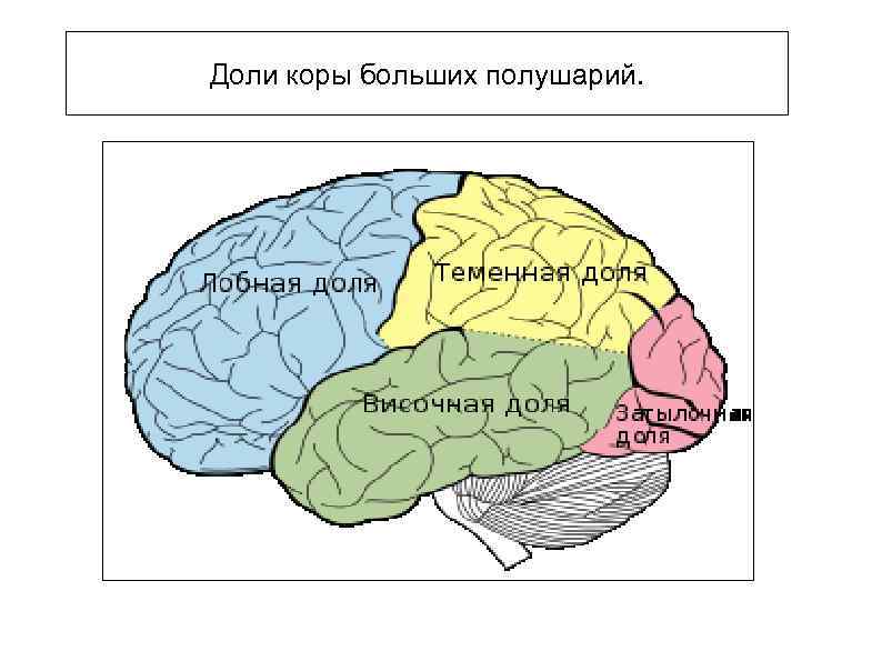Доли коры больших полушарий. 