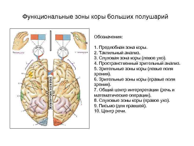 Функциональные зоны коры больших полушарий Обозначения: 1. Предлобная зона коры. 2. Тактильный анализ. 3.