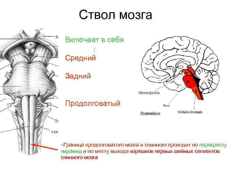Ствол мозга образуют. Продолговатый спинной мозг строение. Ствол мозга строение анатомия. Ядра ствола мозга схема. Продолговатый задний средний промежуточный мозг.