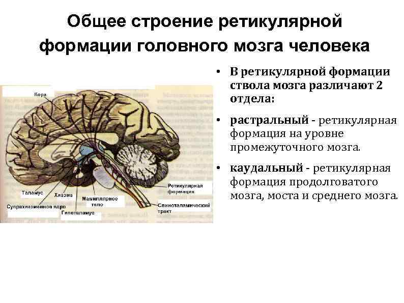 Ретикулярная формация мозга. Ретикулярная формация ствола головного мозга. Ретикулярная формация промежуточного мозга. Общая схема строения ретикулярной формации. Функции ретикулярной формации ствола мозга физиология.