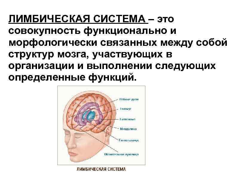 ЛИМБИЧЕСКАЯ СИСТЕМА – это совокупность функционально и морфологически связанных между собой структур мозга, участвующих