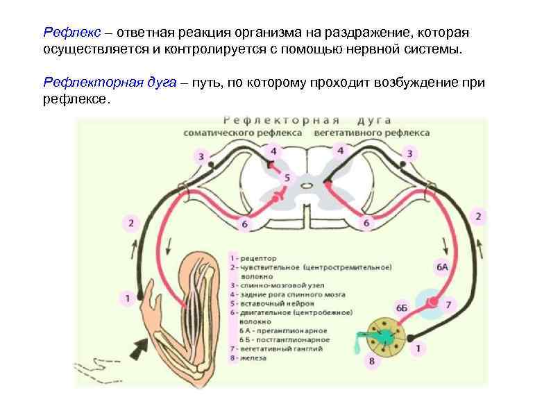 Схема условного рефлекса по павлову