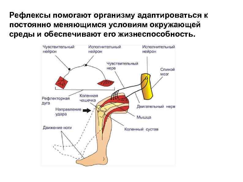 Рефлексы помогают организму адаптироваться к постоянно меняющимся условиям окружающей среды и обеспечивают его жизнеспособность.