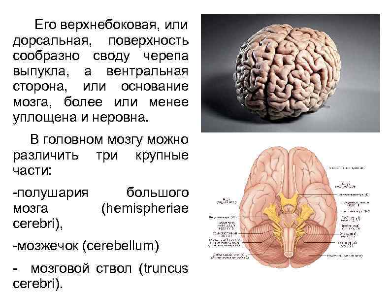  Его верхнебоковая, или дорсальная, поверхность сообразно своду черепа выпукла, а вентральная сторона, или