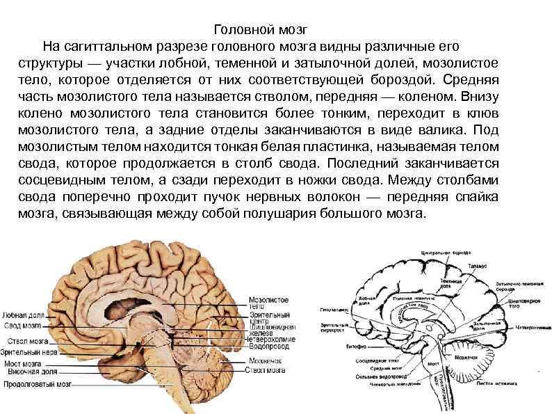 Головной мозг сагиттальный разрез рисунок с обозначениями