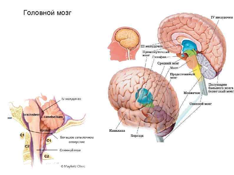 Головной мозг 