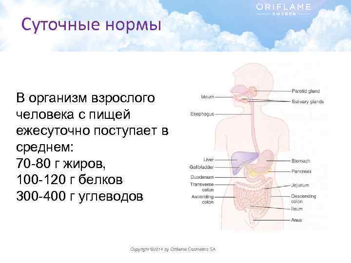 Организм взрослого