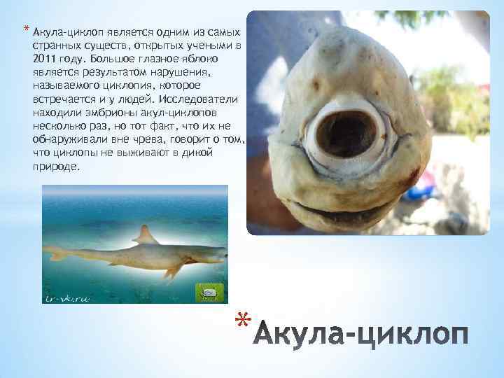 * Акула-циклоп является одним из самых странных существ, открытых учеными в 2011 году. Большое