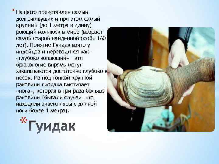 * На фото представлен самый долгоживущих и при этом самый крупный (до 1 метра