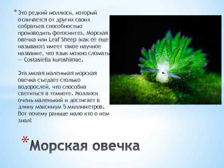 * Это редкий моллюск, который отличается от других своих собратьев способностью производить фотосинтез. Морская