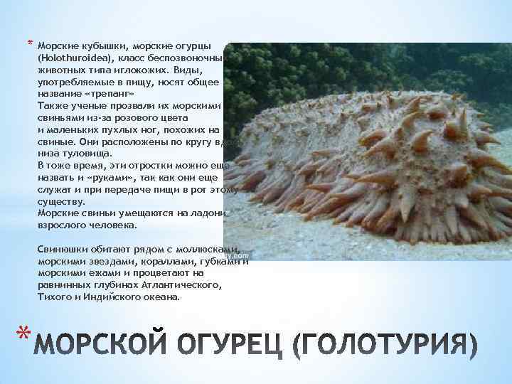 * Морские кубышки, морские огурцы (Holothuroidea), класс беспозвоночных животных типа иглокожих. Виды, употребляемые в