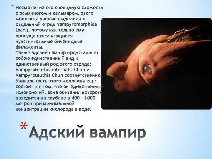 * Несмотря на его очевидную схожесть с осьминогом и кальмаром, этого моллюска ученые выделили