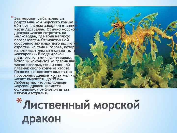 * Эта морская рыба является родственником морского конька и обитает в водах западной и