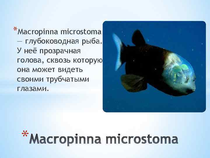 *Macropinna microstoma — глубоководная рыба. У неё прозрачная голова, сквозь которую она может видеть