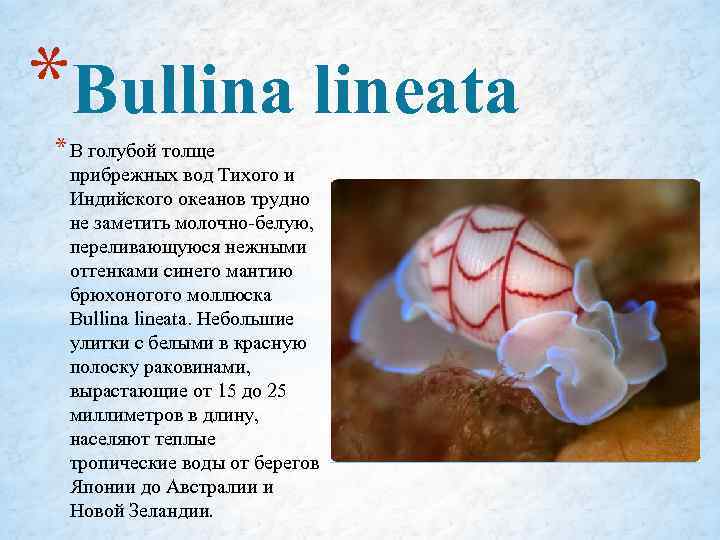 *Bullina lineata * В голубой толще прибрежных вод Тихого и Индийского океанов трудно не