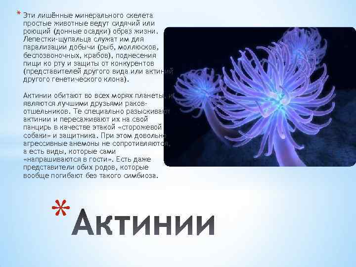 * Эти лишённые минерального скелета простые животные ведут сидячий или роющий (донные осадки) образ