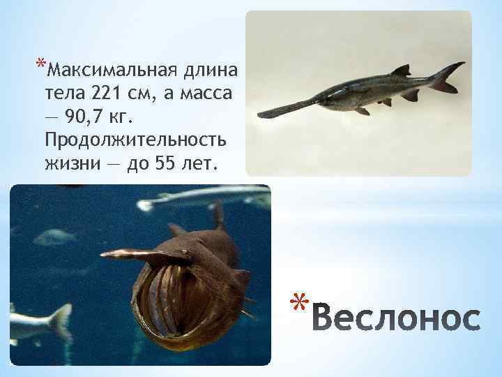 *Максимальная длина тела 221 см, а масса — 90, 7 кг. Продолжительность жизни —