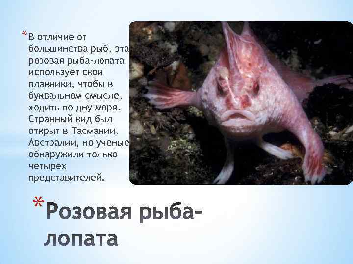 * В отличие от большинства рыб, эта розовая рыба-лопата использует свои плавники, чтобы в