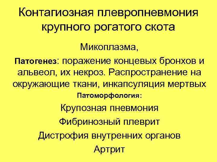 Контагиозная плевропневмония крупного рогатого скота Микоплазма, Патогенез: поражение концевых бронхов и альвеол, их некроз.