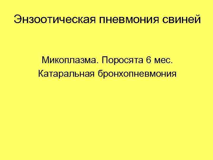 Энзоотическая пневмония свиней Микоплазма. Поросята 6 мес. Катаральная бронхопневмония 