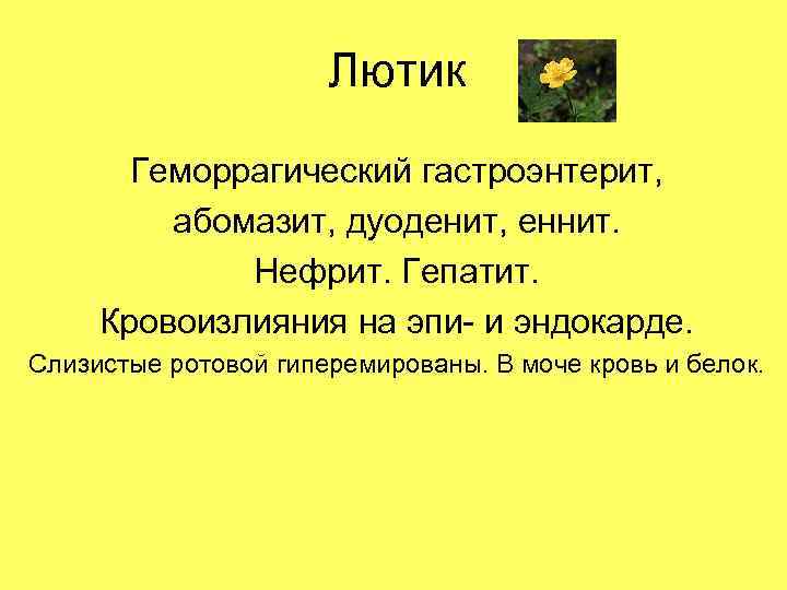 Лютик Геморрагический гастроэнтерит, абомазит, дуоденит, еннит. Нефрит. Гепатит. Кровоизлияния на эпи- и эндокарде. Слизистые