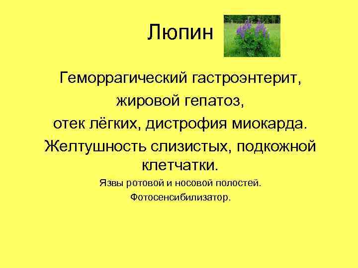 Люпин Геморрагический гастроэнтерит, жировой гепатоз, отек лёгких, дистрофия миокарда. Желтушность слизистых, подкожной клетчатки. Язвы