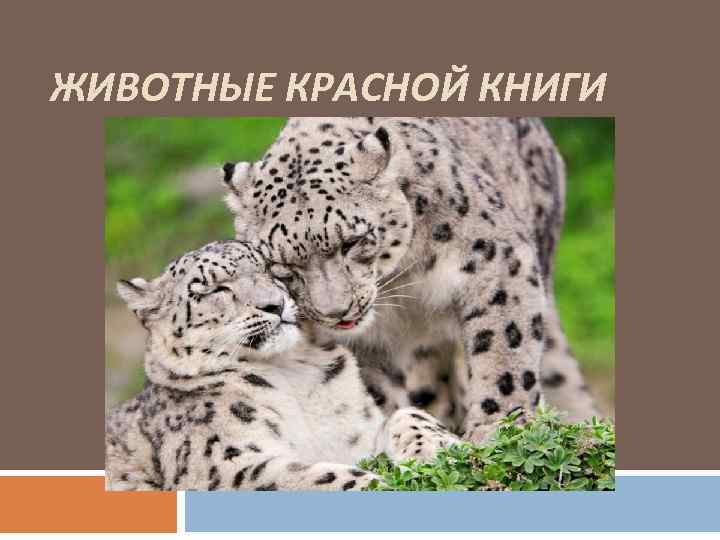 ЖИВОТНЫЕ КРАСНОЙ КНИГИ 