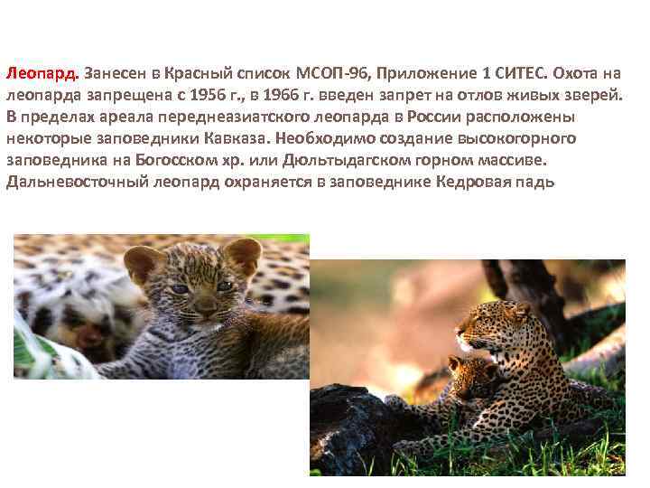 Леопард. Занесен в Красный список МСОП-96, Приложение 1 СИТЕС. Охота на леопарда запрещена с