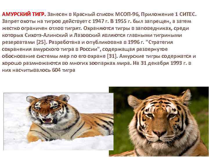 АМУРСКИЙ ТИГР. Занесен в Красный список МСОП-96, Приложение 1 СИТЕС. Запрет охоты на тигров