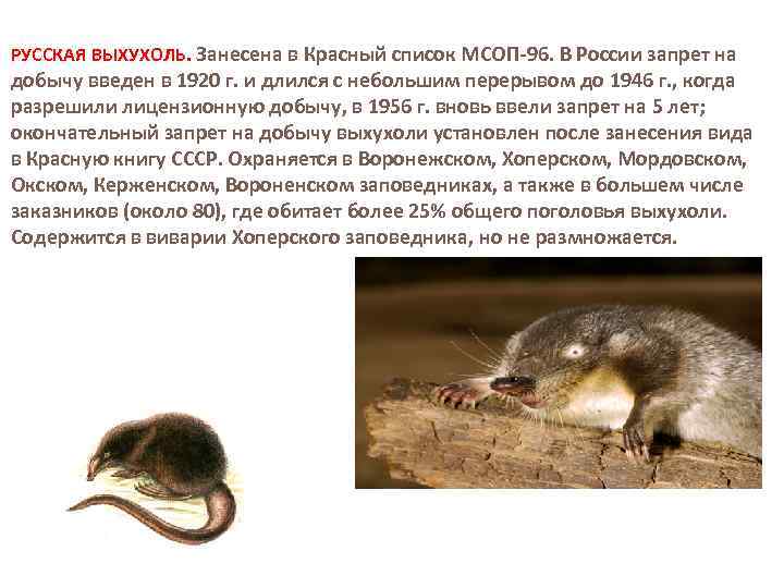 РУССКАЯ ВЫХУХОЛЬ. Занесена в Красный список МСОП-96. В России запрет на добычу введен в