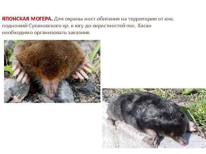 ЯПОНСКАЯ МОГЕРА. Для охраны мест обитания на территории от юж. подножий Сухановского хр. к