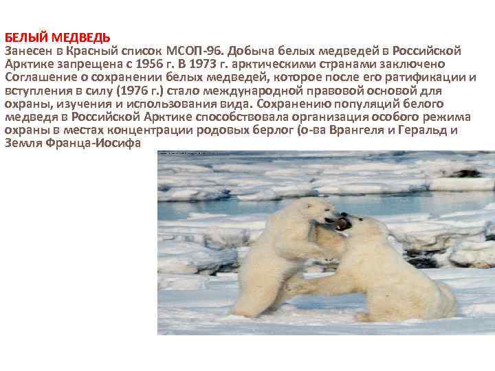 БЕЛЫЙ МЕДВЕДЬ Занесен в Красный список МСОП-96. Добыча белых медведей в Российской Арктике запрещена