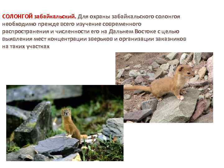 СОЛОНГОЙ забайкальский. Для охраны забайкальского солонгоя необходимо прежде всего изучение современного распространения и численности