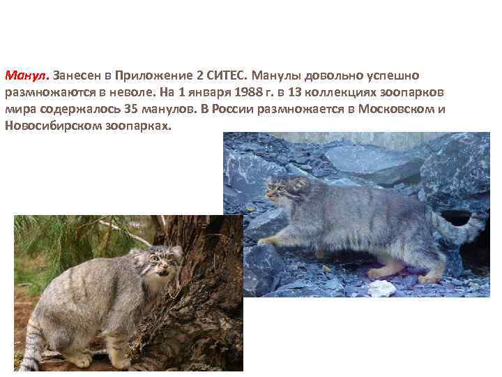 Манул. Занесен в Приложение 2 СИТЕС. Манулы довольно успешно размножаются в неволе. На 1