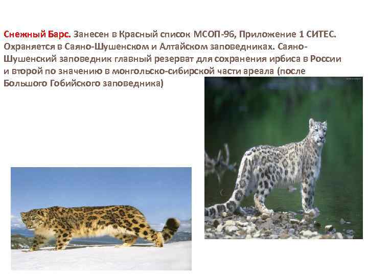 Снежный Барс. Занесен в Красный список МСОП-96, Приложение 1 СИТЕС. Охраняется в Саяно-Шушенском и