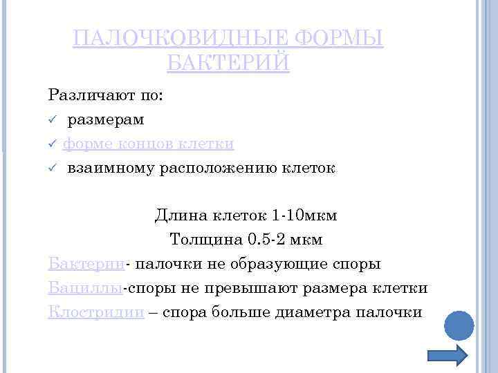 ПАЛОЧКОВИДНЫЕ ФОРМЫ БАКТЕРИЙ Различают по: размерам форме концов клетки взаимному расположению клеток Длина клеток