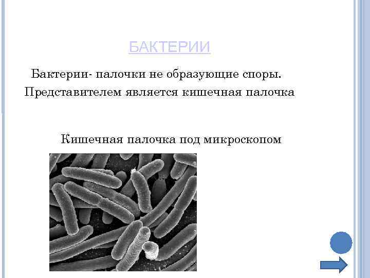 БАКТЕРИИ Бактерии- палочки не образующие споры. Представителем является кишечная палочка Кишечная палочка под микроскопом