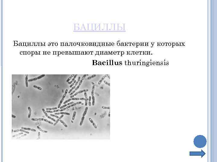 БАЦИЛЛЫ Бациллы это палочковидные бактерии у которых споры не превышают диаметр клетки. Bacillus thuringiensis