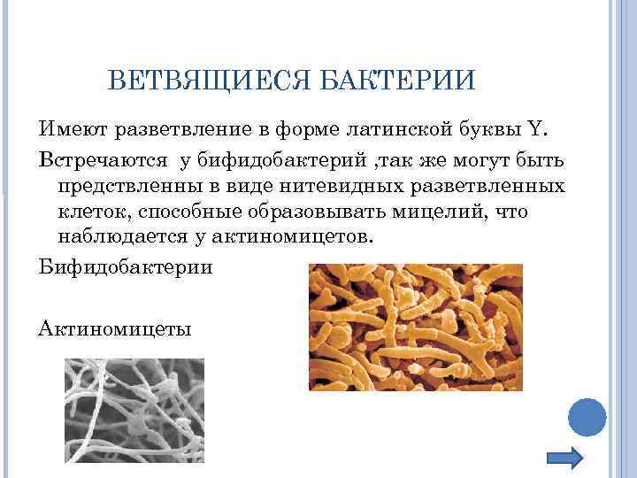 ВЕТВЯЩИЕСЯ БАКТЕРИИ Имеют разветвление в форме латинской буквы Y. Встречаются у бифидобактерий , так